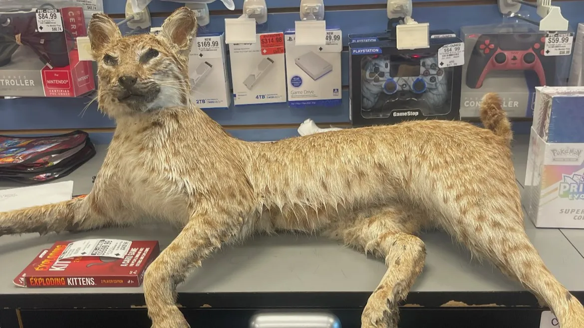 Taxidermy, Old Shoes and a Speed-Limit Sign: GameStop Saw It All